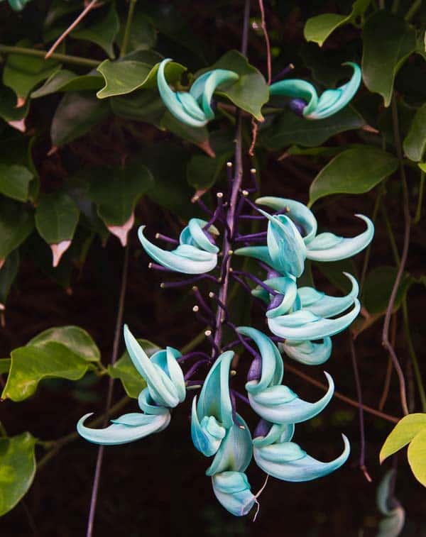 tropical flowers
